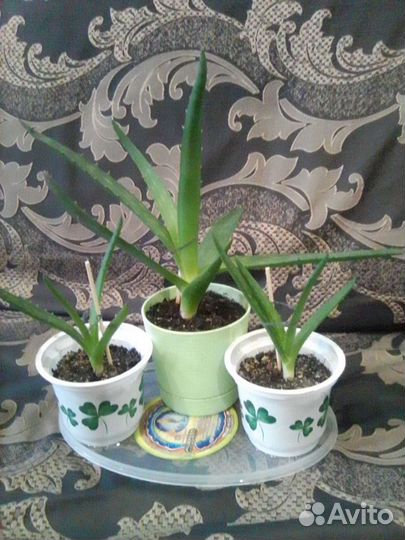 Спатифиллум, алоэ вера, алоэ древовидный