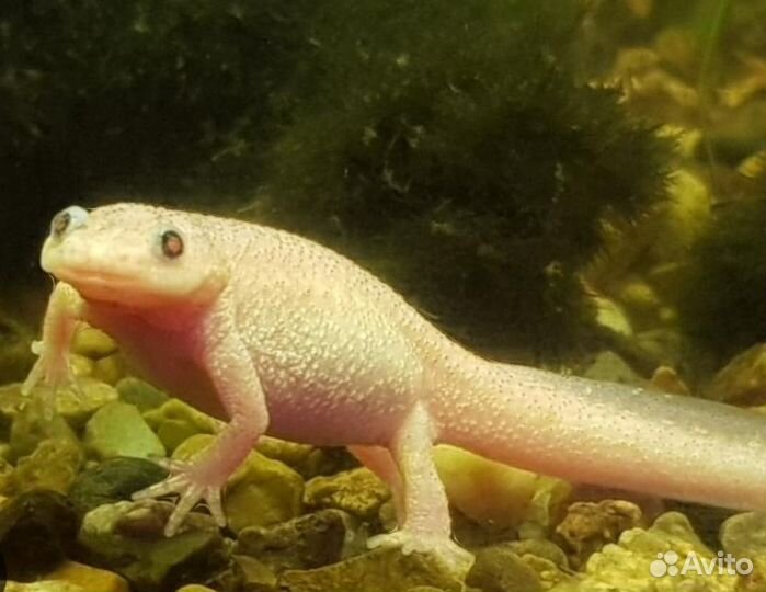 Испанский тритон