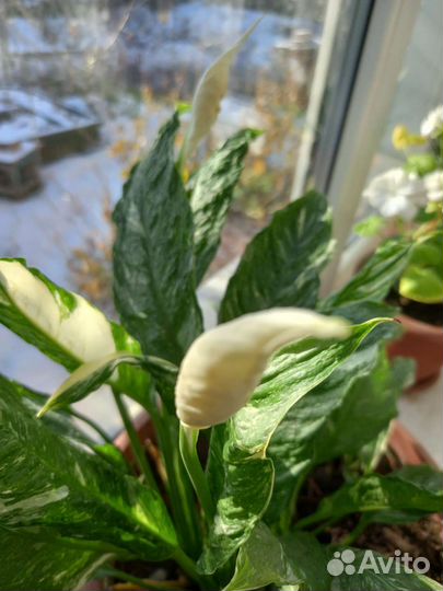 Спатифиллум 