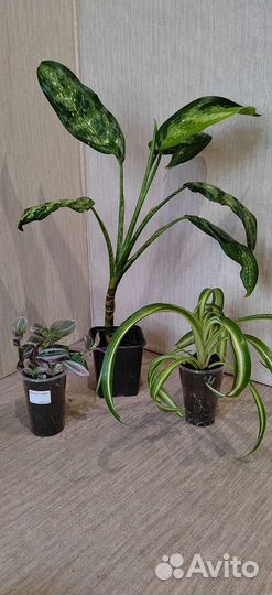 Экзотические цветы для дома