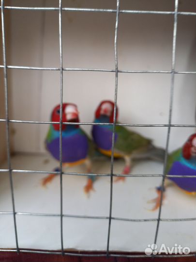 Амадины гульда