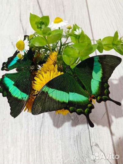 Бабочки тропические из мини-фермы