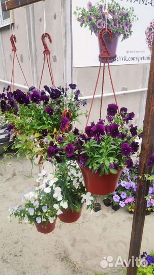 Кашпо подвесное виолы ампельные и кустовые