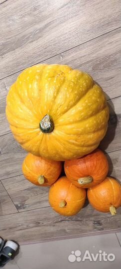 Тыква молодая деревенская
