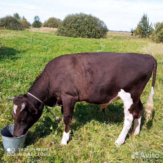 Продам бычков