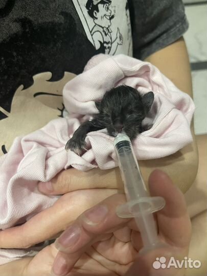 Отдам котят бесплатно в добрые руки