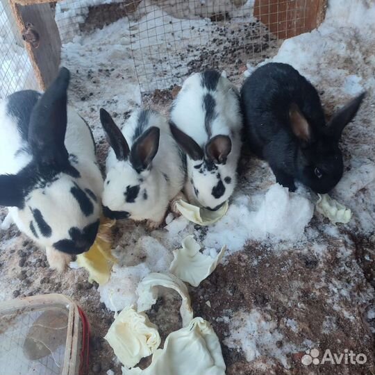 Кролики мясных пород