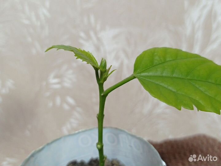 Гибискус махровый красный