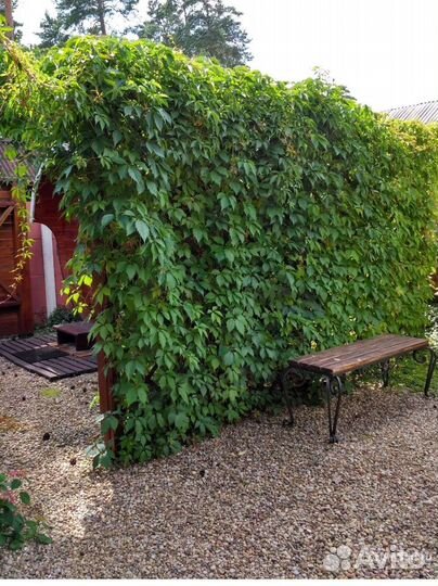 Дикий (девичий) виноград