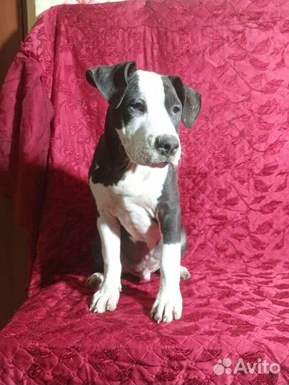 Щенки американского питбуля