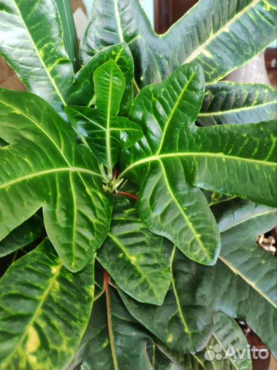 Кодиеум кротон