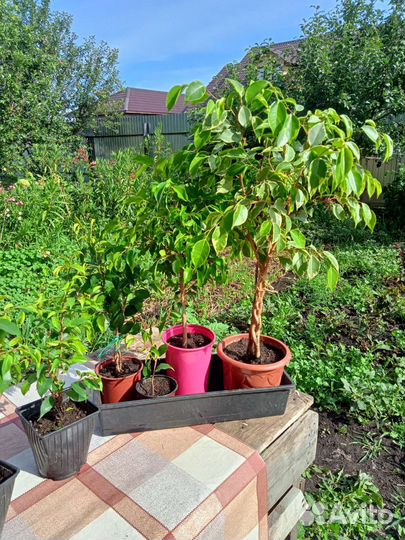 Фикус бенджамина пестролистный