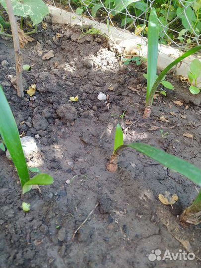 Гиппеаструм