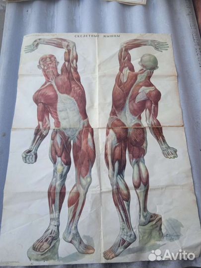 Учебные плакаты СССР по Биологии 1960-е года