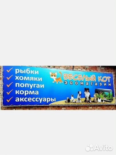 Аквариумные рыбки