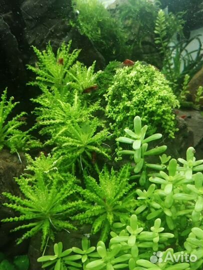 Погостемон хелфера