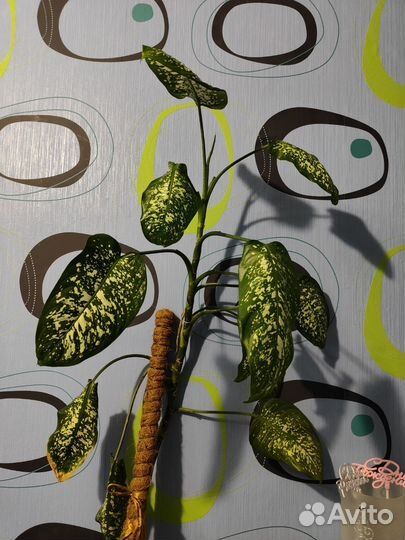 Диффенбахия