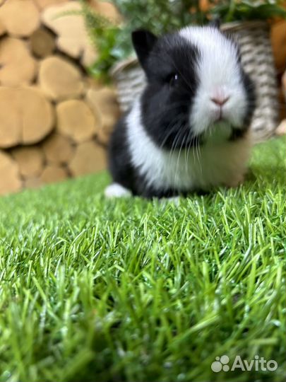 Мини карликовые декоративные привитые кролики