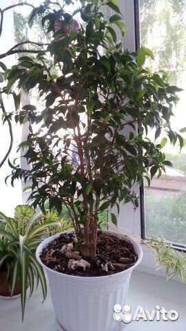 Сансивьерия, замиокулькас, фикус,каланхоэ