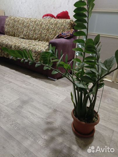 Замиокулькас