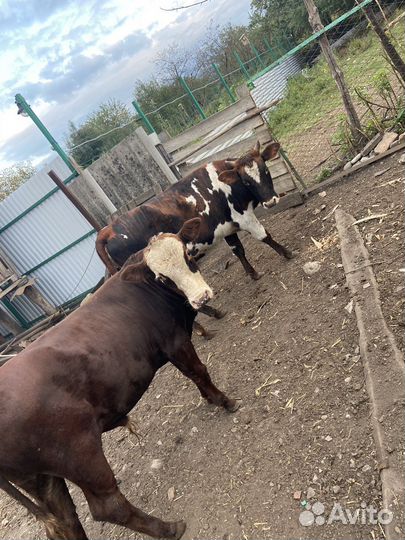 Бычок и тёлка