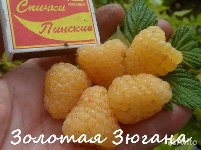 Жёлтая малина Зюгана