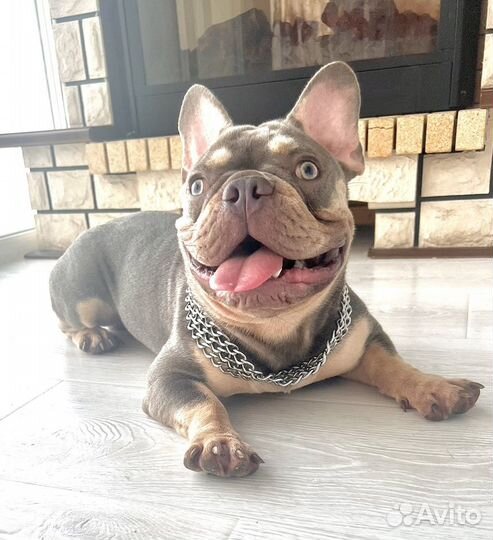 Вязка в Москве