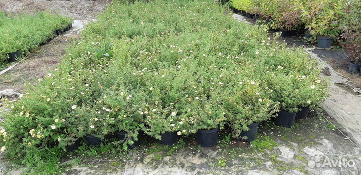 Лапчатка кустарниковая в ассортименте