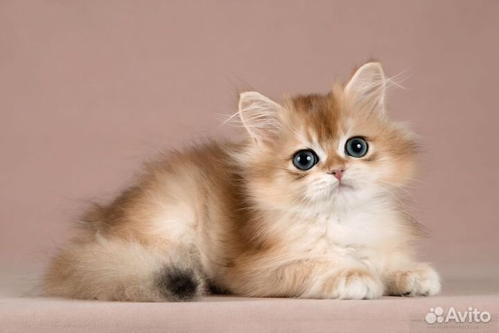 Котята золотые британские шиншиллы