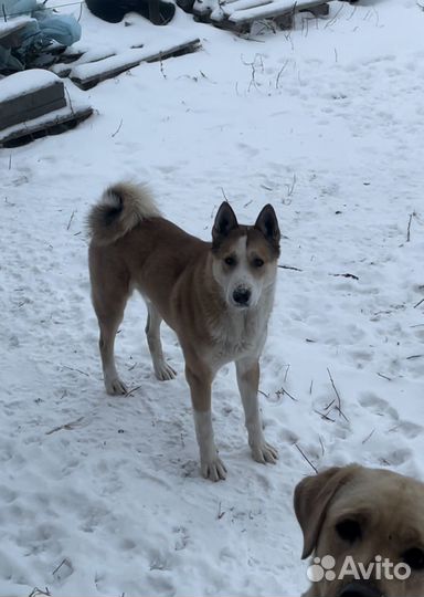 Лайка вязка