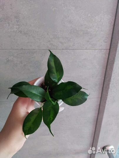 Аглаонема, кротон тамара, Строманта, папоротник