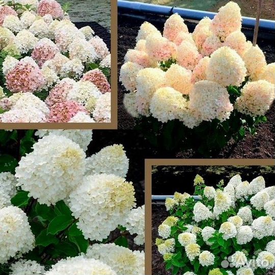 Гортензии карликовые из питомника растений