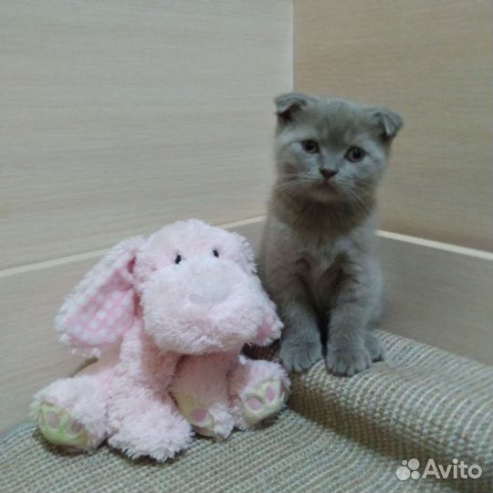 Котёнок вислоухий шотландский скоттиш фолд