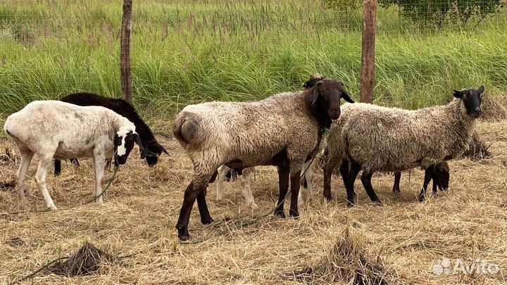 Овцы бараны