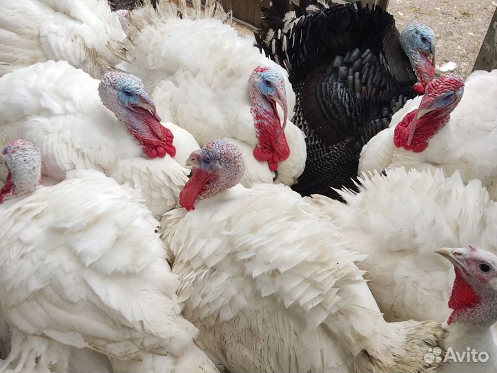 Мясо индюка