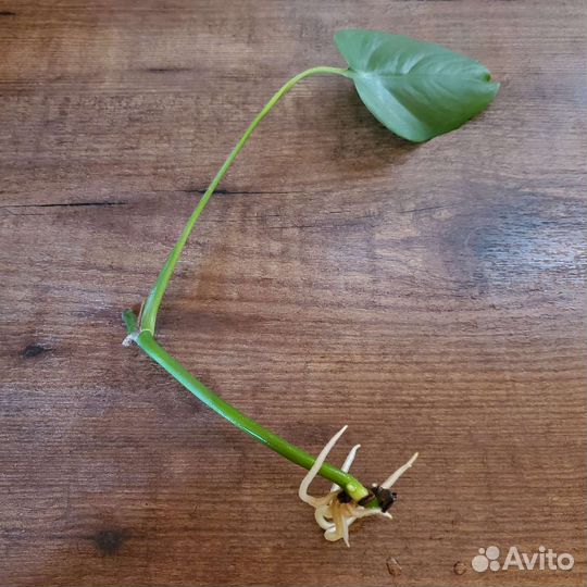 Филодендрон