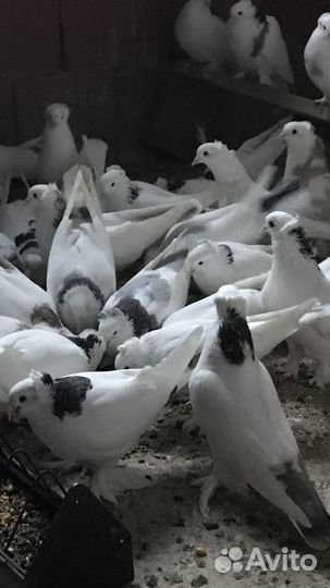 Голуби бойные армянские ленинаканские