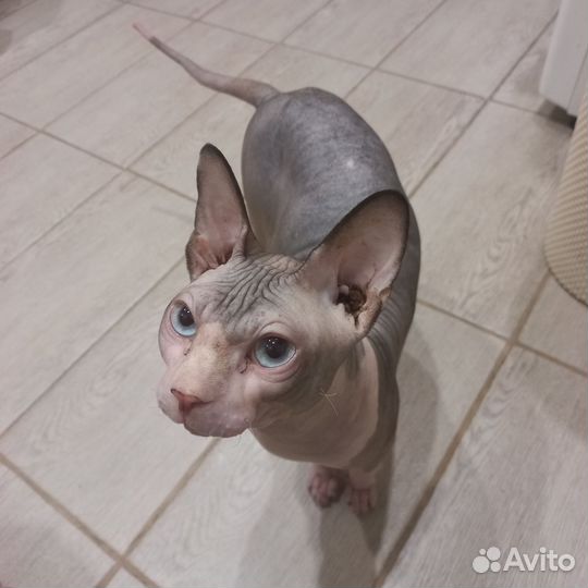 Кот сфинкс вязка