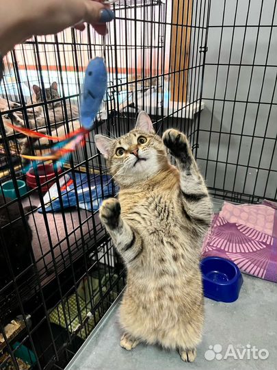 Отдам кота