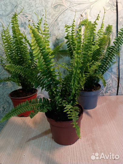 Папоротник нефролепис