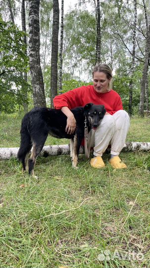 Собака из приюта мечтает о доме