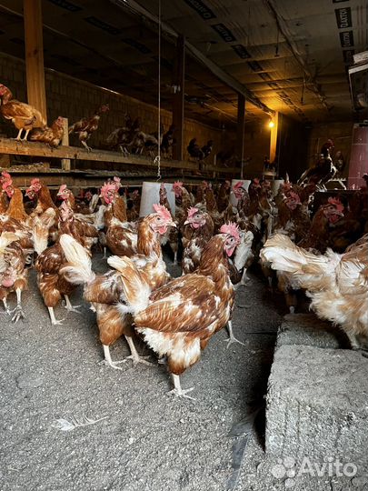Куры несушки