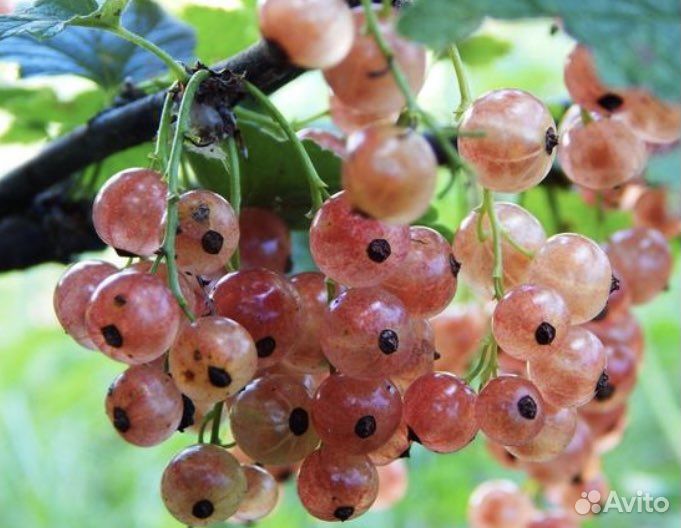 Красная,розовая,чёрная смородина