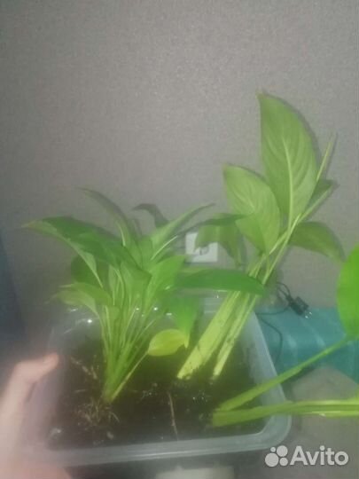 Спатифиллум