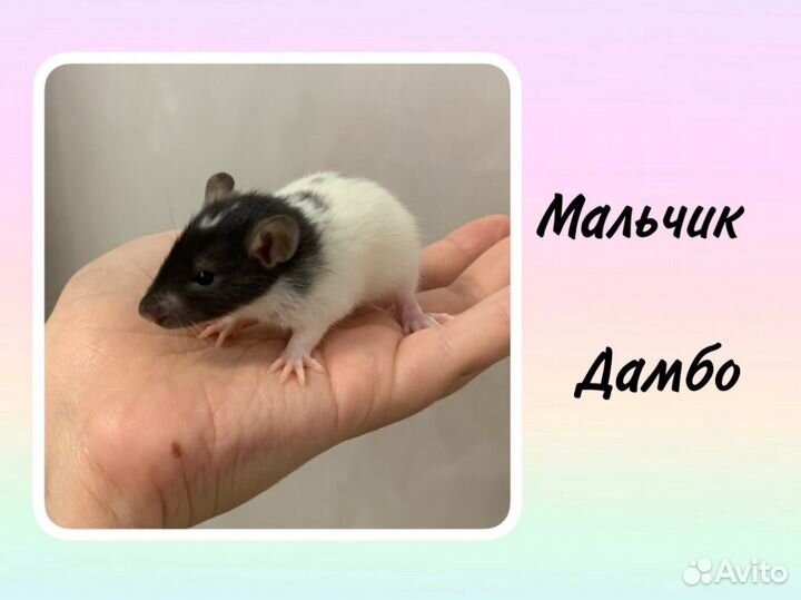 Крысята / мальчики / дамбо / ручные