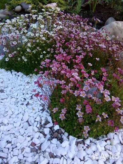 Растения для дачи