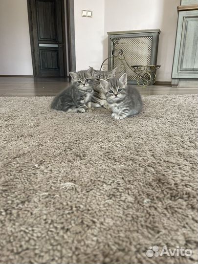 Шотландские котята