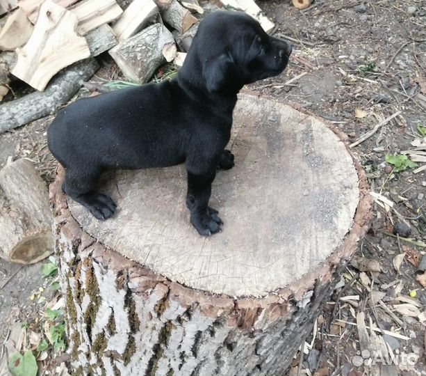 Маленькие щенки