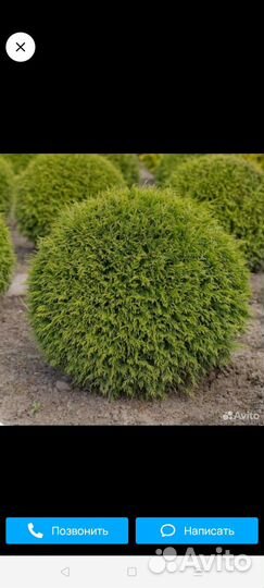 Туя шаровидная вудварди