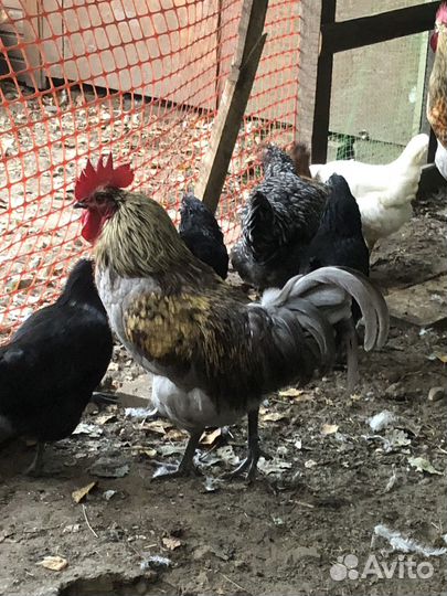Молодые петухи